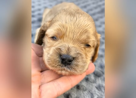 Schöne Cockapoo-Welpen