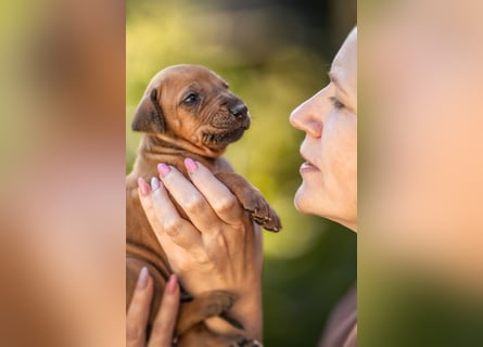 Rhodesian Ridgeback Welpen mit FCI-Ahnentafel