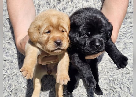 Edle Labrador Welpen (Schwarz/Foxred/Creme) mit Ahnentafel, Nachkommen von Champions