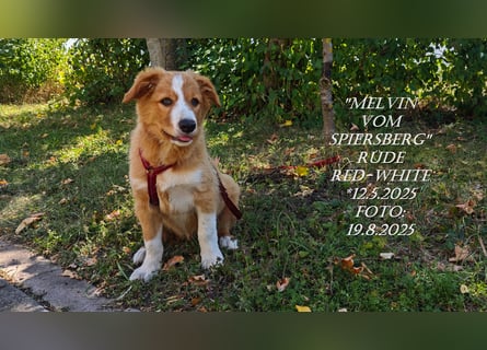 Border Collie-Welpen , black-, choco-,red-white und red-merle