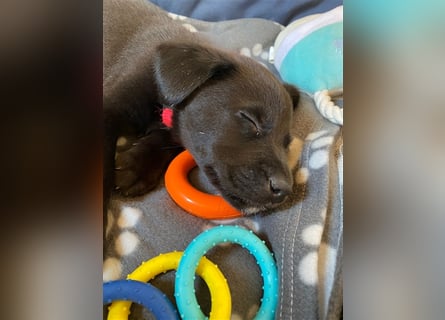 Australian Shepherd Labrador Welpen Aussiedor