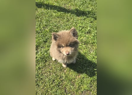 Zauberhafte Pomsky Welpen suchen ihr neues Zuhause! (ab 22.05.2025)