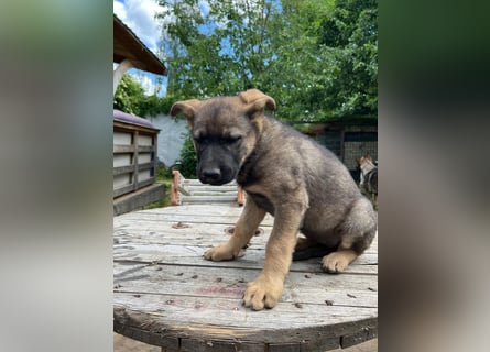 Deutsche Schäferhund Welpen