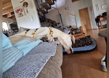 Wayne: Familienhund und treuer Begleiter