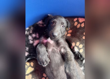 Deerhoundwelpen suchen ein liebevolles Für-Immer-Zuhause