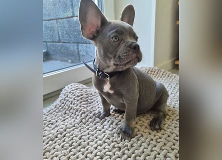 Französische Bulldoggen Welpen mit AT und Nase