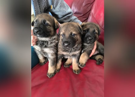 Deutsche Schäfer Hunde Welpen Rassen Hunde
