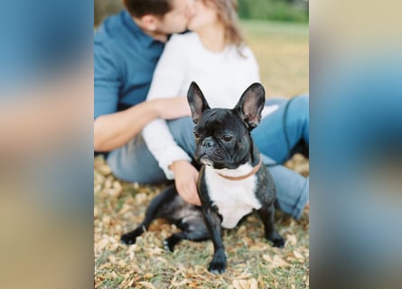 Frenchie Hündin sucht neue Familie