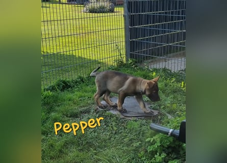 Reinrassige Schäferhund Welpen mit SV Papieren