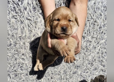 Edle Labrador Welpen (Schwarz/Foxred/Creme) mit Ahnentafel, Nachkommen von Champions