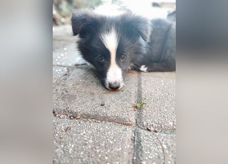 Sheltie 's wahre Seelenhunde