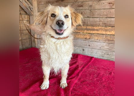 ❤️ unser Sonnenschein PANNI - 3,5 Jahre, 40cm/12kg - kleine Mischlingshündin