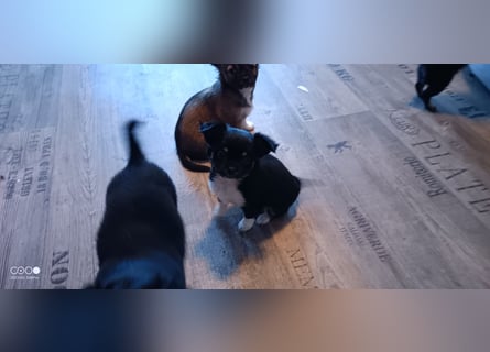 Reinrassige Langhaar - Chihuahua - Welpen abzugeben, sehr verspielt und verkuschelt!