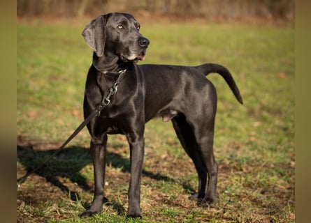 Joe Fritz - aktiver Familienhund - Tierhilfe Franken e.V.