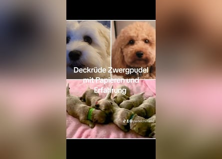 Reinrassige Apricot Zwergpudel Deckrüde Ahnentafel Gentest Patella Katarakte frei Zuchttauglich