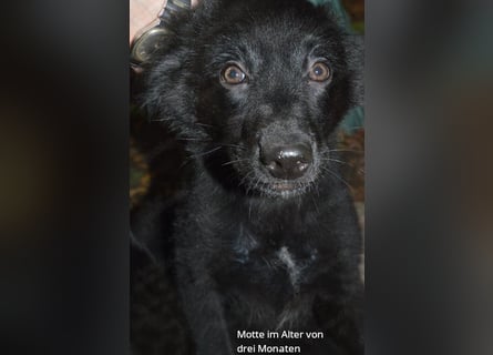 Sanfter Schäferhund-Border-Collie-Mischling "Motte"  (w); sechs Monate