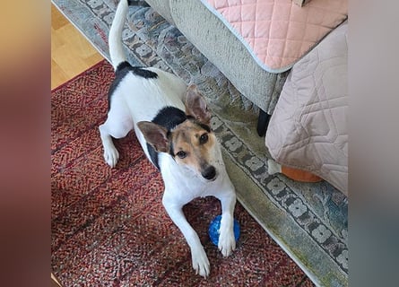 ❤️ lebenslustige kleine ROXY - 3 Jahre, 38cm/8kg - Jack Russell-Mix