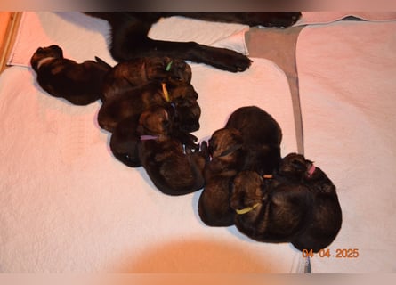 Dunkelgraue Schäferhunde aus Kör-u.Leistungzucht