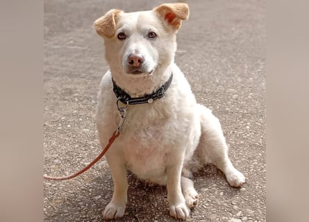 Friendly - ein lustiger Bub - Tierhilfe Franken e.V.