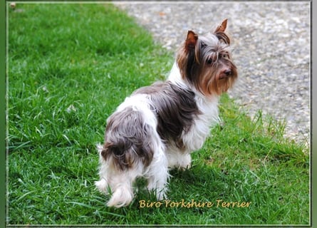 Yorkshire Terrier Hündinnen u. Rüden