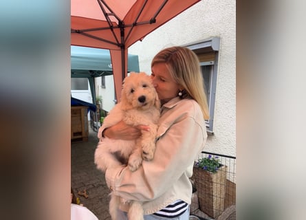 Abgabebereite Goldendoodle & Labradoodle Labrador+Golden+Retriever+Pudel Welpen