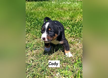 Appenzeller Sennenhund Welpen
