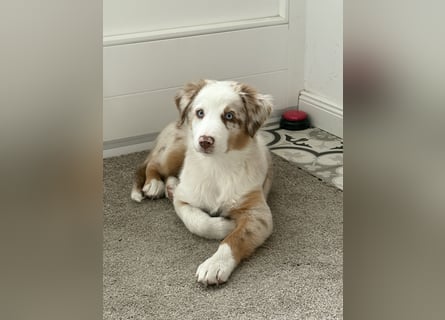 Missy 12 Wochen reinrassige Aussie Welpin