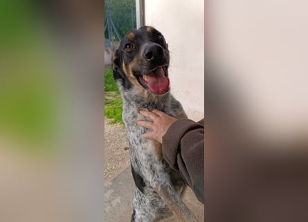 Bacio - ein Schatz für die ganze Familie