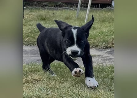 Cane Corso - Dogo Argentino Mischlingswelpe Hündin