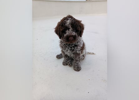 Lagotto Romagnolo
