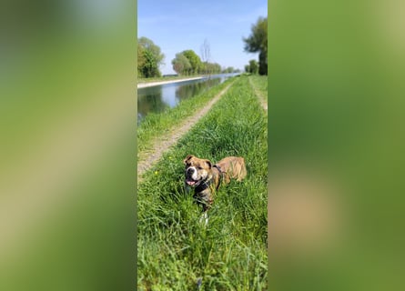Continental Bulldog Hündin