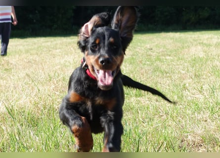 Gordon Setter Mädchen Sheila und Scarlett suchen nette Kuschelpartner