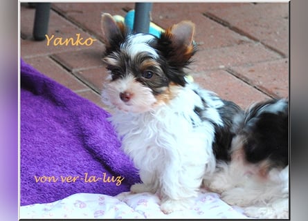 zwei kleine Biro Yorkshire Terrier Welpen