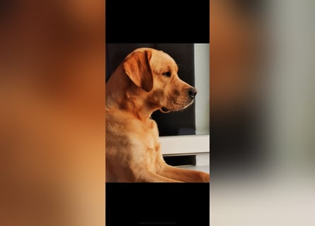 Labrador Welpen