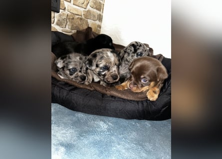 Chihuahua mix Welpen