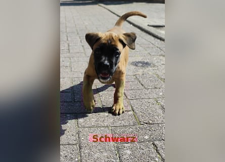 Boxer-Welpen von mehrmaligen Teilnehmern der Deutschen Meisterschaften!!!