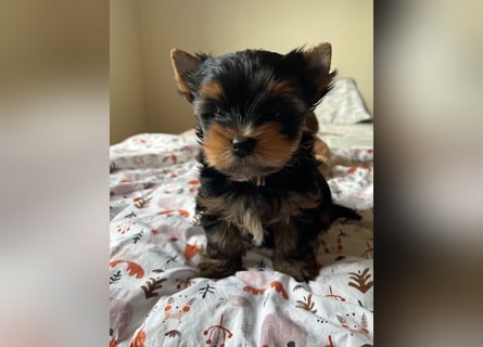 Yorkshire Terrier Welpen black and tan mit Ahnentafel
