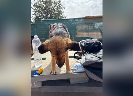 Gigi  ist in der Südpfalz zu besuchen