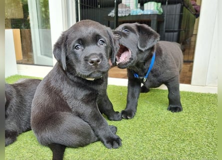 Edle Labrador Welpen (Schwarz/Foxred/Creme) mit Ahnentafel, Nachkommen von Champions