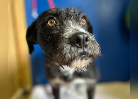 (R) ❤️ liebe Schmusemaus LUCY - 8,5 Jahre, 45cm/18kg - Schnauzer-Mix
