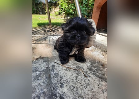 Reinrassige Shih Tzu  Welpen suchen sofort ein neues zu Hause