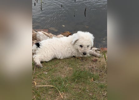 Spanische Wasserhund Welpen reinrassig