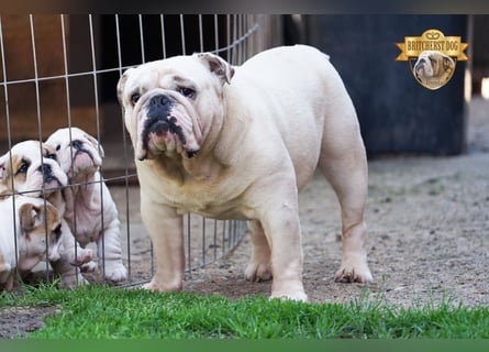 Junge reinrassige Englische Bulldogge FCI sucht ein liebevolles Zuhause und Familie