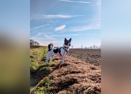 Canaan Dog-Welpen (Kanaan-Hund)