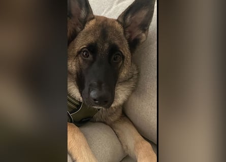 Schöner sozialisierter Familienschäferhund sucht ein zu Hause