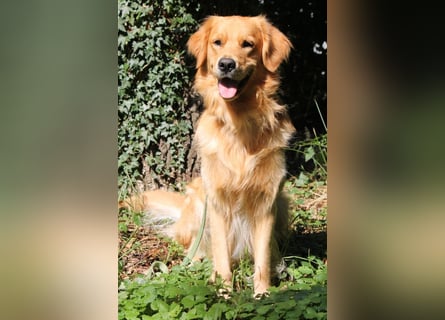 Golden Retriever Welpen/Creme x Dark Golden