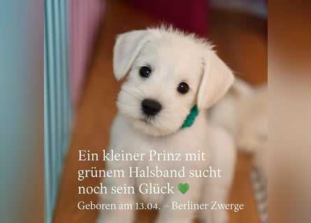 Welpen weiß Zwergschnauzer Hündin