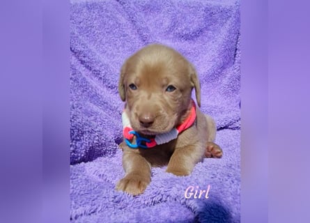 Labrador Aussiedor Welpen  in silber und silber merle aus liebevoller Zucht