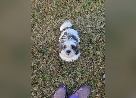 Shih Tzu Mix Welpen vom 18.03.25