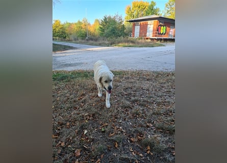 Golden Retriever Deckrüde
